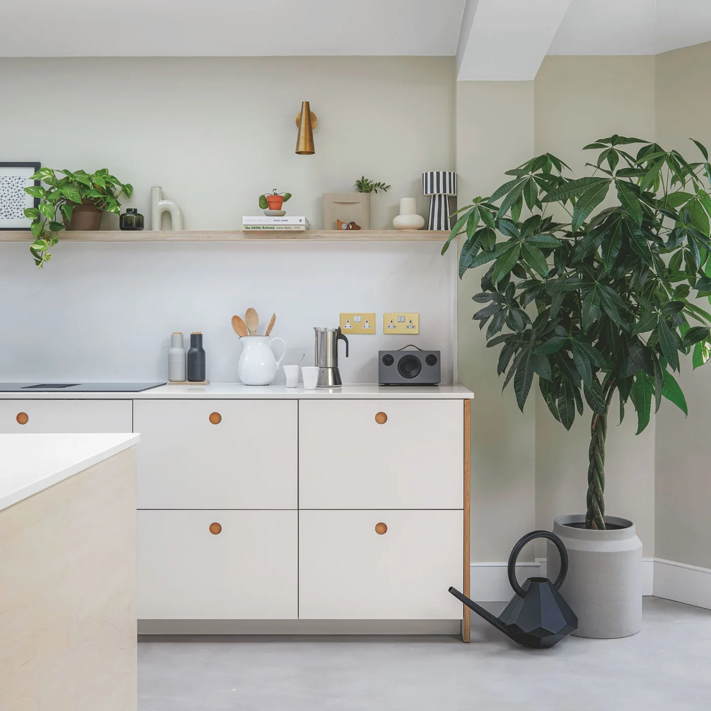 White flat-front kitchen cabinets have round wooden knobs beside an open shelf and a large potted plant