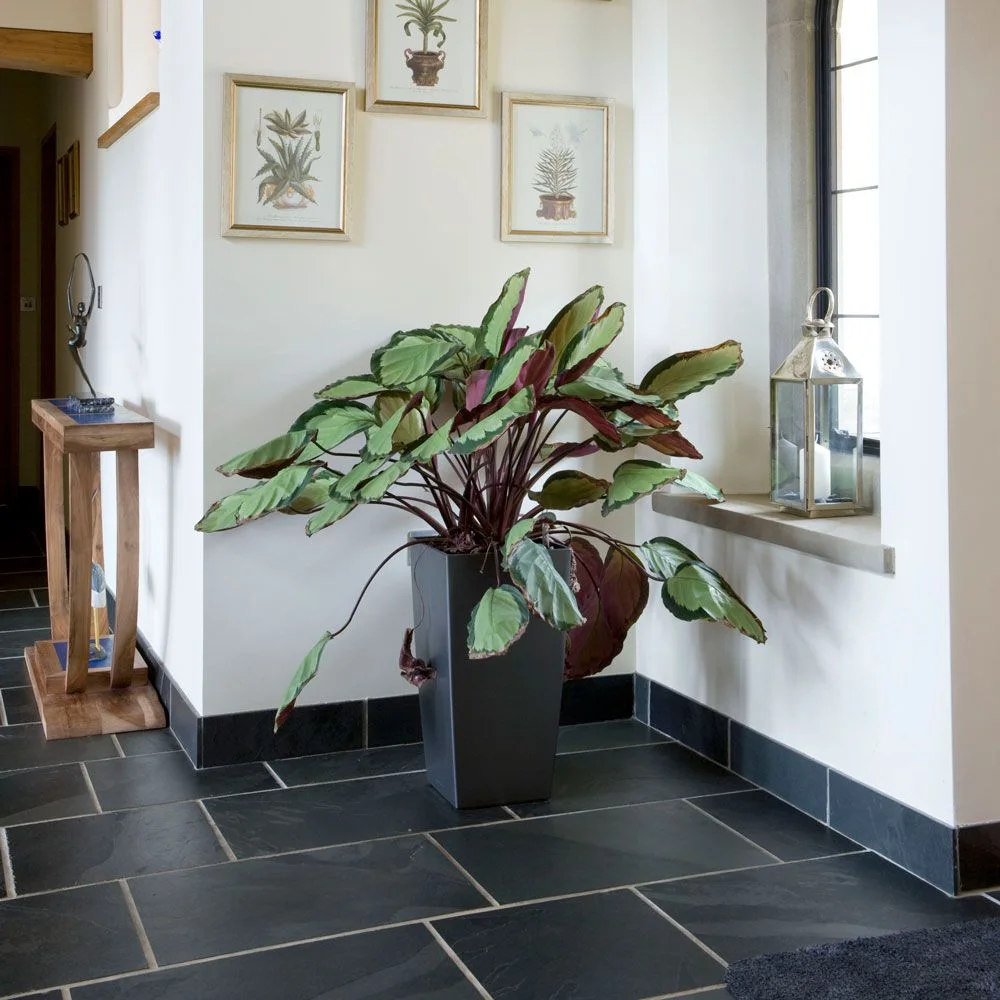 A pale hallway corner has dark rectangular floor tiles and matching lower wall edges below botanical pictures beside a tall plant and window